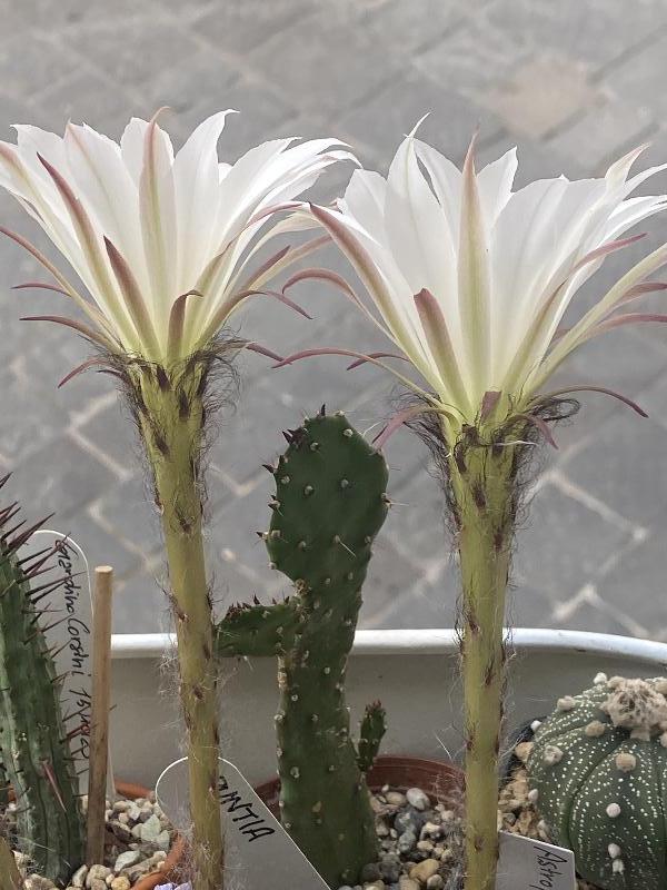 Echinopsis subdenudata.jpeg